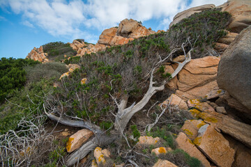 Ginepro fenicio, Juniperus phoenicea