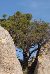 Ginepro fenicio, Juniperus phoenicea