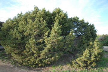 Juniperus phoenicea, ginepro fenicio