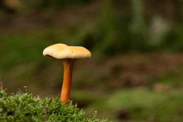 beautiful mushroom in the forest