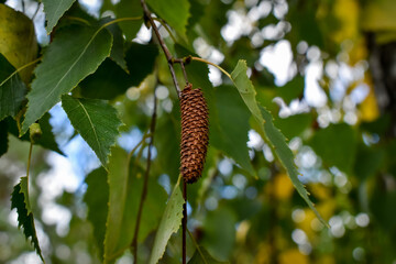 autumn leaves in the forest