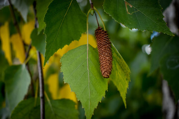 autumn leaves on a tree