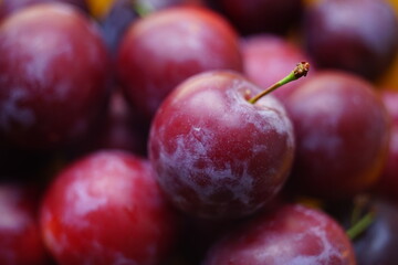 purple plums background, fresh summer fruits