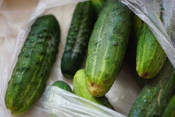 ripe green cucumbers in a transparent bag after purchase