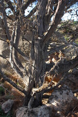 Juniperus phoenicea, ginepro fenicio