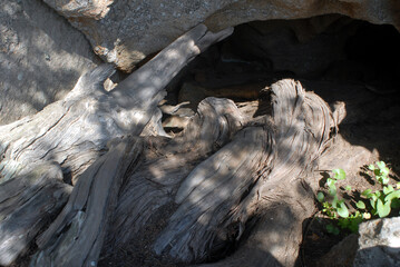 Juniperus phoenicea, ginepro fenicio