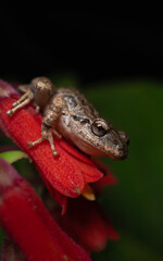 amphibian in nature
