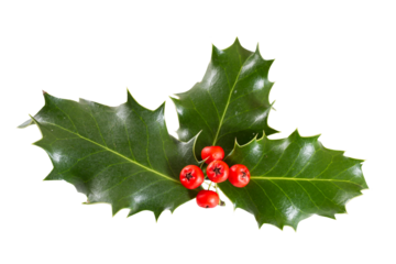 holly berries and leaves