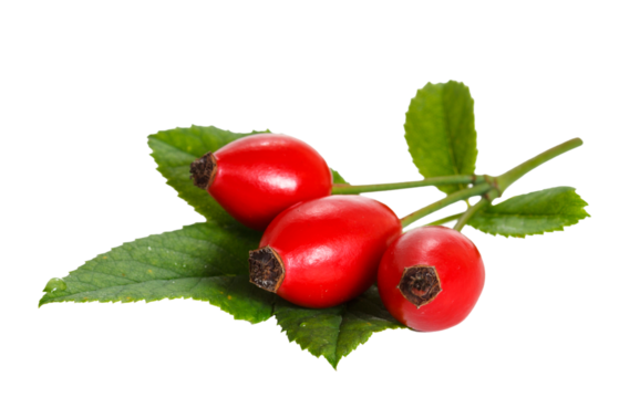 Dog-rose fruit