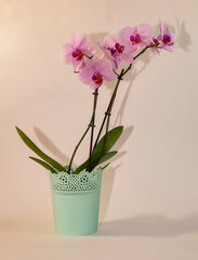 Beautiful tropical purple orchid flower in a light green pot on a light background.