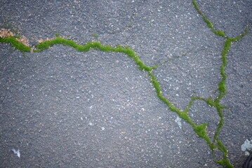 background of cracks on asphalt, green moss lichen in cracks on asphalt, road surface in cracks...