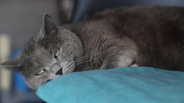 Gray fluffy cat is resting on turquoise pillow