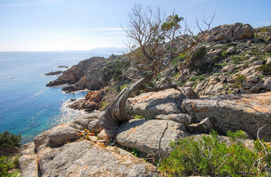 Juniperus phoenicea, ginepro fenicio