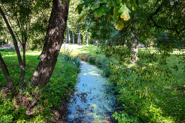 Obraz premium a small groove in the park. botanical park in early autumn. Sunny Autumn Day