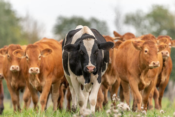 Obraz premium Herd of cows in pasture at end of summer.