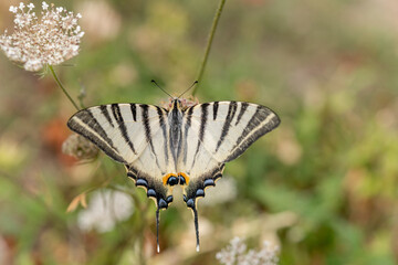 Scarce Swallowtail (Iphiclides podalirius) foraging for nectar on a flower in a garden.