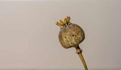 Dry poppy straw containing seeds.