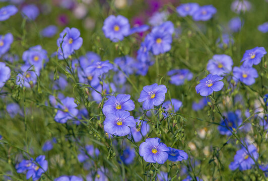 Blue Common Flax Flowers In A Garden