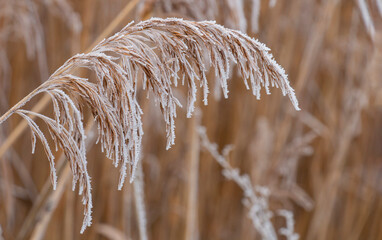 reeds covered with white frost, autumn-winter, first frosts