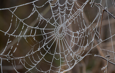 woven spider web covered with white hoarfrost, autumn-winter, first frosts