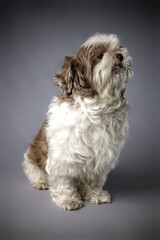 Naklejka na ściany i meble Small sized breed dogs photographed in studio