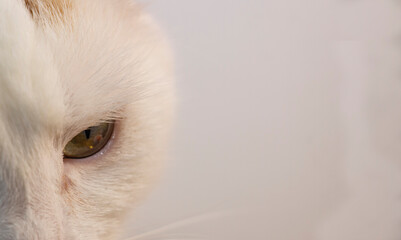 Close-up banner of a white cat with yellow eyes