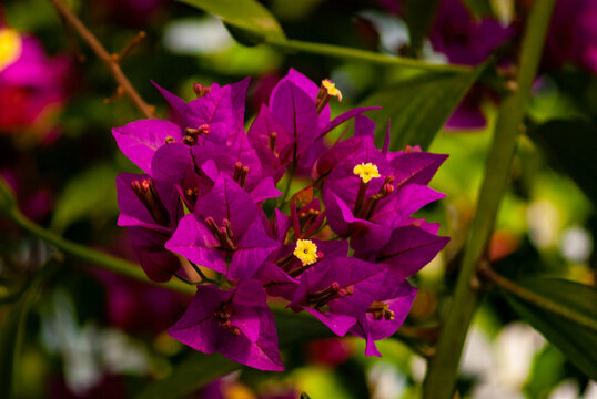 Bugenwilla