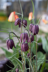 Snake's head fritillary, Chess Flower (Fritillaria meleagris) in a flower bed near a village house. Spring. Background