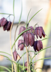 Snake's head fritillary, Chess Flower (Fritillaria meleagris) in a flower bed near a village house. Spring. Background