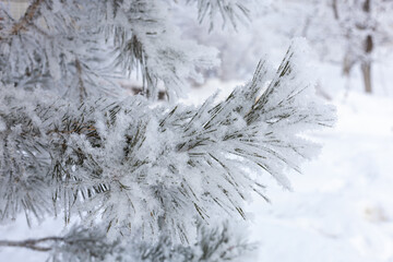 Charming natural background of fir branches covered with some snow with trees and snowy ground in background. Amazing winter with very low temperatures. Weather making your eyes pleased.