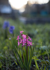 Hyacinthus. Pink hyacinth in a flower bed  in the rays of the setting sun. Spring. Background with bokeh. Selective focus