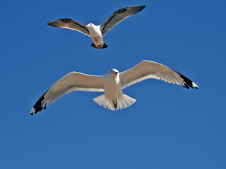 seagull couple in flight