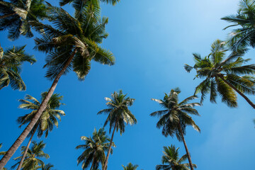Plakat Amazing view in the sky with the tops of coconut trees