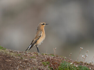 Obraz premium Northern wheatear, Oenanthe oenanthe,