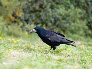 Fototapeta premium Rook, Corvus frugilegus