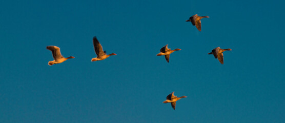 Birds near south Moravian ponds near Lednice town in autumn morning