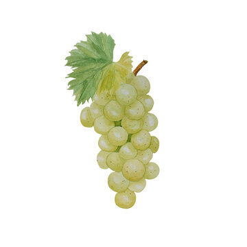 Watercolor illustration of white fresh grapes and grape leaves for food designe