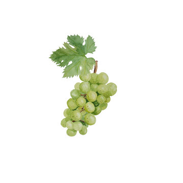 Watercolor illustration of white grapes and grape leaves.