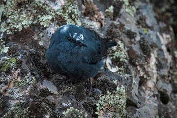 Blue rock thrush (Monticola solitarius).