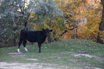 Black cow pasturing looking at camera with trees in background in meadow in forest in autumn....