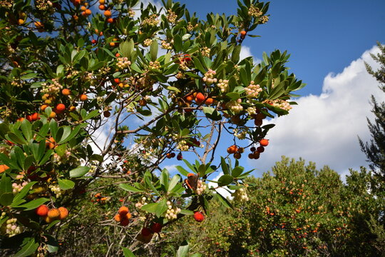 Corbezzolo, Arbutus unedo