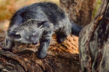 Close up of Binturong face with trees in background
