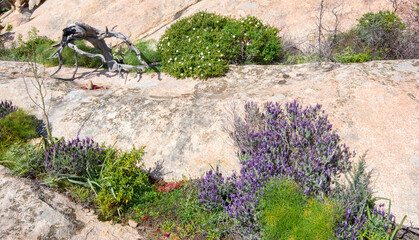 Lavanda selvatica, lavandula stoechas