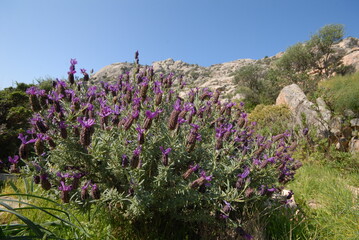 Lavanda selvatica, lavandula stoechas