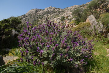 Lavanda selvatica, lavandula stoechas