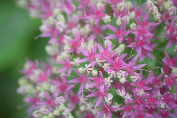 pink small sedum flowers Closeup on orpine flowers (Sedum telephium)  blooming Sedum with raindrops, close -up with a blurred background. pink Sedum flowers as a natural background for the designer