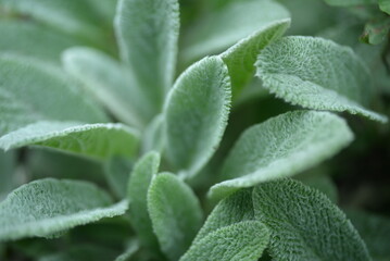 green leaves of stachys byzantine. grass lambs, unusual perennial, unpretentious, popular plant, fluffy silver leaves close-up, background texture living green silver stachys byzantina herb lambs 