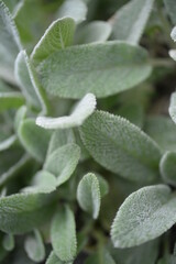 Fototapeta na wymiar green leaves of stachys byzantine. grass lambs, unusual perennial, unpretentious, popular plant, fluffy silver leaves close-up, background texture living green silver stachys byzantina herb lambs 