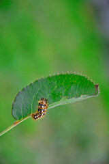 kolorowa gąsienica na liściu (Acronicta rumicis), gąsienica Wieczernica szczawiówka
