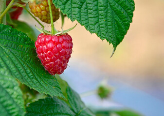 czerwona malina na krzaku w ogrodzie (Rubus idaeus), red raspberry on a bush in the garden   © kateej